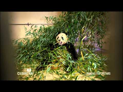 Vidéo: Pourquoi les pandas géants sont-ils en danger ?