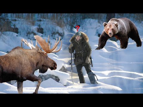 Что нельзя делать при встрече с Медведем и Лосем !!!