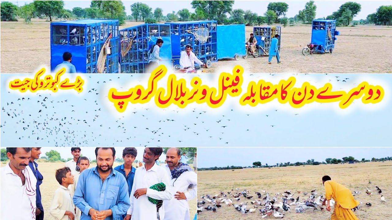 Day 2 Pigeon Competition | Winner Bilal Khan Group