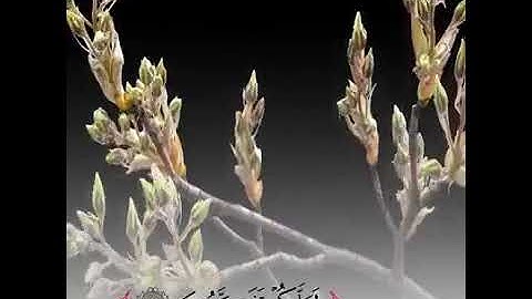 حالات واتساب القرآن الكريم  بصوت \\ الشيخ عبد الرحمن السديس//