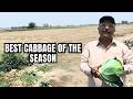 Top Cabbage Variety in Extreme Heat | 800g Head Weight | زبردست بند گوبھی