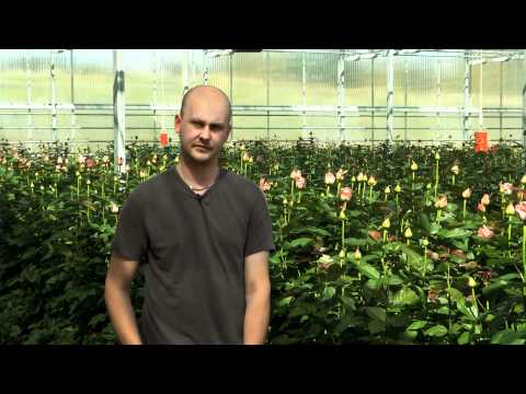 Video: Kasvavat Ruusut Vihreistä Pistokkaista