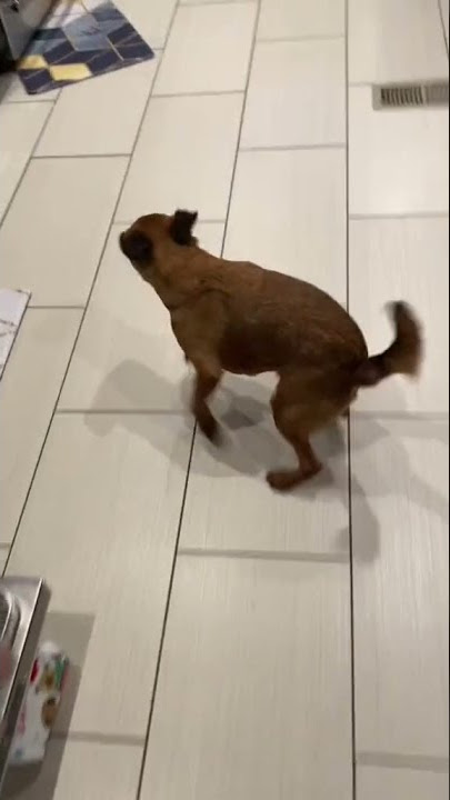 Dog Reaction to Cutting Cake  - Funny Dog Cake Reaction - LIVE TV