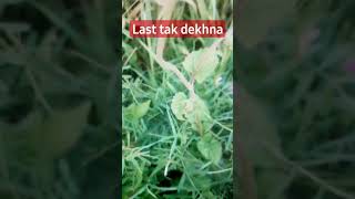 beauty of nature nature beauty #viral #vlog #funny #status #love #mathshorttricks #parjapatiboys