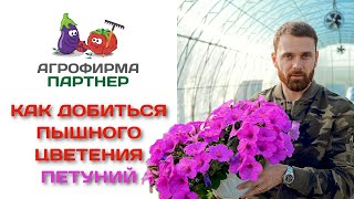 Как добиться пышного цветения петуний