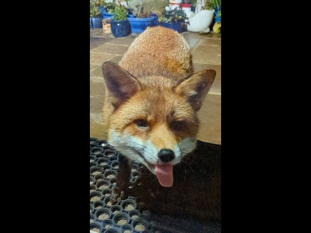 Sweetie fox