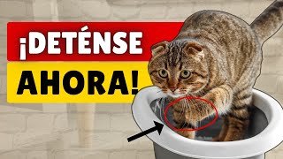 Si USTED comete alguno de estos 9 ERRORES, ¡está poniendo a su GATO en grave PELIGRO! by AMOR MIAU 20 views 2 months ago 12 minutes, 46 seconds