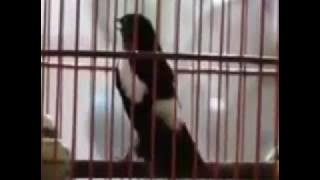 [ TOP ] BURUNG DECU  gacor ngerol