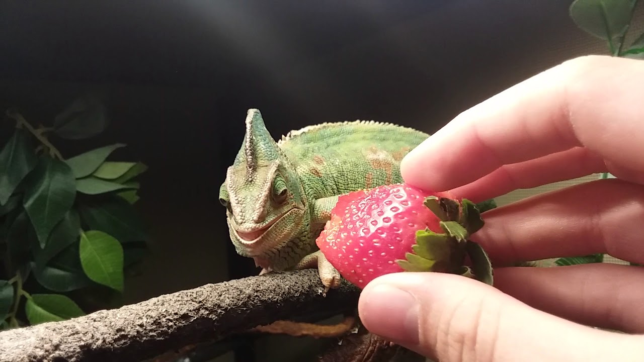 Can Chameleons Eat Strawberries?