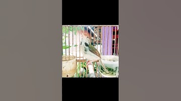 tembakan ganas prenjak lumut#prenjaklumutgacor #prenjakmerah #prenjakgunung #shorts