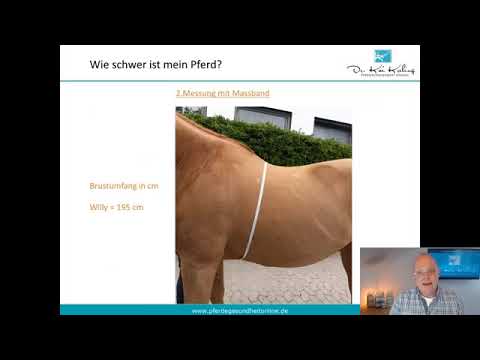 Übergewicht beim Pferd - YouTube