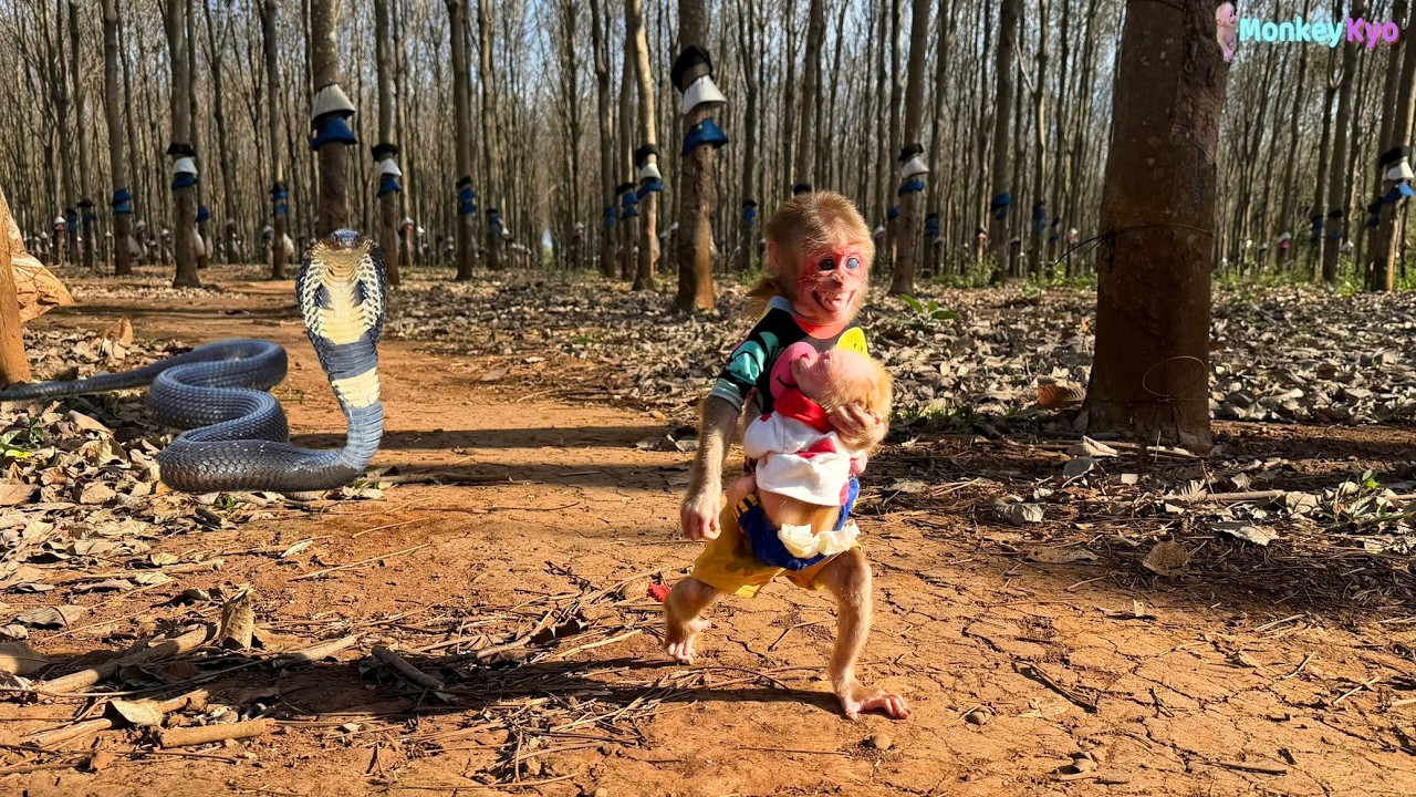 Kyo discovered a snake… How did she protect  BuNa?