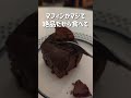 日本一接客態度の悪いレストランで常連になれば流石に態度良くなる説　#日本一接客の悪いレストラン #日本一接客態度の悪いレストラン #thelazyhouse #説