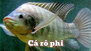 Nuôi cá rô phi thâm canh ứng dụng công nghệ Biofloc