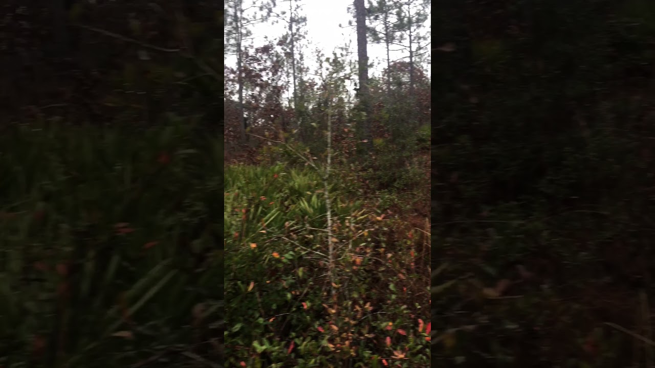 newspaper Silver Creek, on the Florida Trail by Crestview