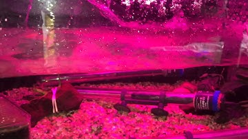 Fish Room -  Automatic Water Change