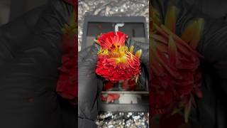 B Roll Red Dahlia Scanner Art Process and Results #dahlia #art #flowerpainting #flowerart #shorts B Roll Red Dahlia Scanner Art Process and Results #dahlia #art #flowerpainting #flowerart #shorts
