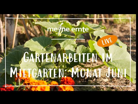 Video: Grüne Ernte Im Juni