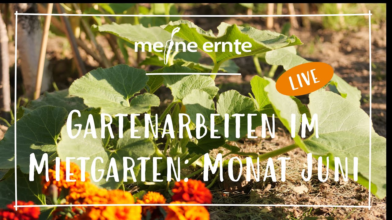 Gartenarbeiten im Mietgarten im Juni