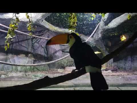 Toco toucan