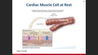 Day 8: Heart Chapter 19 Lecture 02/08/21 Part 2