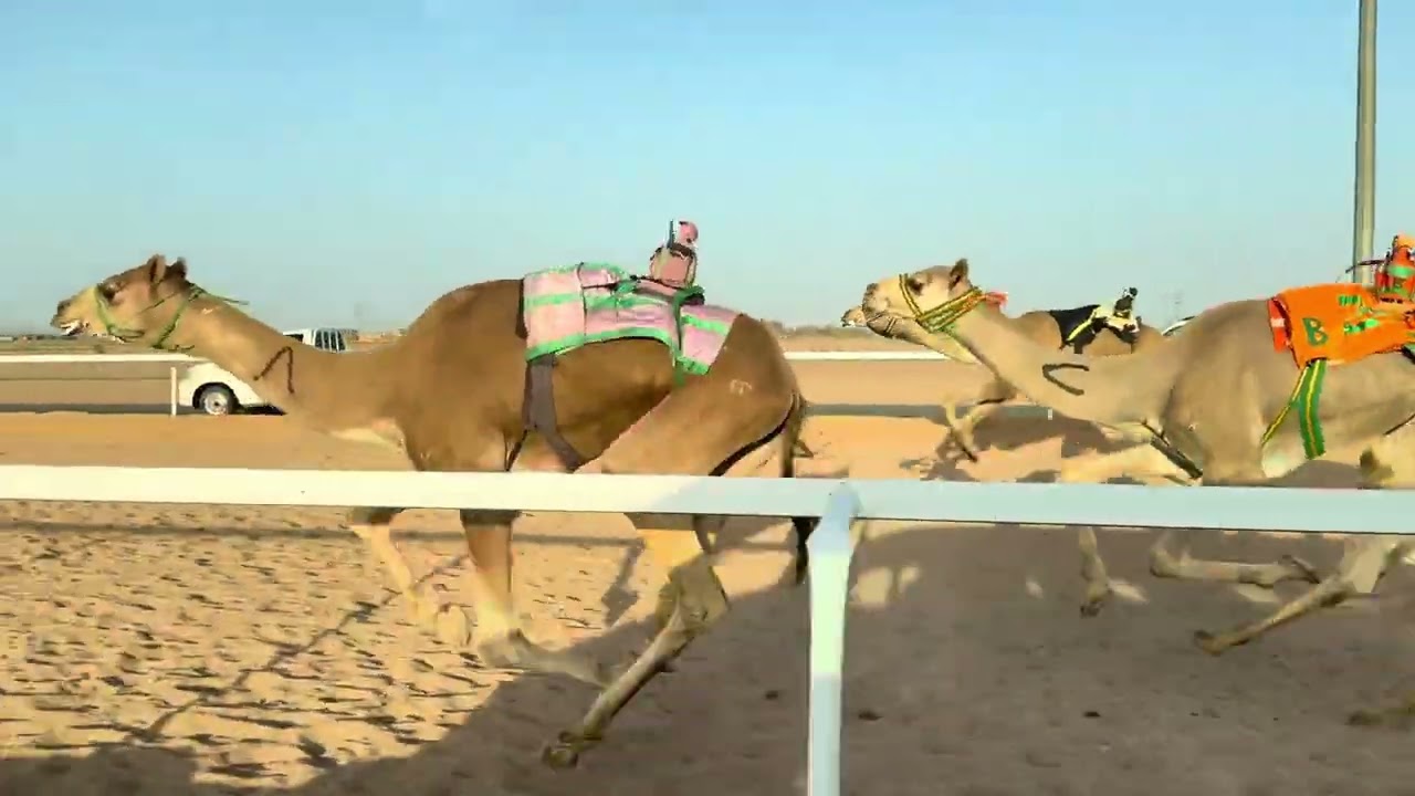 ش 6  قعدان لقايا المجازف ل بشير بشير الشمري 