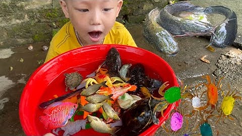 Bắt cá vàng ở mương nước , cua quái vật, con tôm , con khỉ, con gà , cá chép , cá koi ,cá trê , rùa