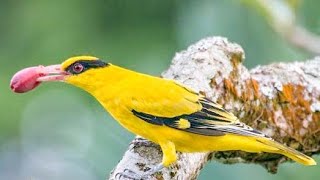 Black naped oriole (Oriolus chinensis) pair | courtship | song @YouTubeBirds
