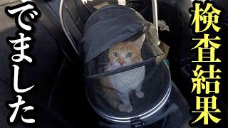 My Cat Is Almost 11... Here's What Comes Next for His Treatment