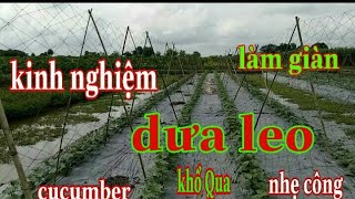 Kinh nghiệm làm giàn dưa leo khổ qua /hình chữ A/Tâm Thành TV