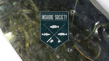 Catching Bait on The Flats