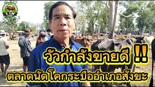 วัวกำลังขายดี !! ตลาดนัดโคกระบืออำเภอสังขะ ราคาวัวล่าสุดวันนี้ จังหวัดสุรินทร์
