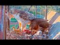 #122🦅🐥13°🐥12°🐥8°(✝️🐣)/Cornell US🇺🇸Red-tailed Hawk Nest 2026/Big Red💗Arthur/by Cornell Lab Bird Cams