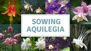 How To Sow Aquilegia Seeds / Columbine / Granny's Bonnets