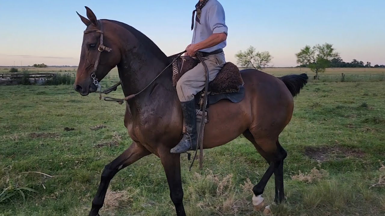 VENDIDO_zaino alto, nuevito, buena boca, muy lijero $1.800.000