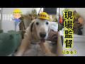 【諦めない事】前足まで細くなってしまいましたが、車椅子があれば立ち上がれます。まだまだ諦めません。15歳のゴールデンレトリバーはっち、前進あるのみです。サムネはカフェで撮影した現場監督はっちです。