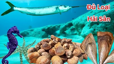 Lặn Biển Bắt Gặp Đủ Loại Hải Sản || Sò Dương Sò Mai Cá Ngựa Mực Nang Bạch Tuộc Cá Giổi…|| Cảnh 86