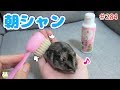 朝から全力で走り回って汚れたハムスターを粉シャンプーでキレイにしちゃう飼い主!