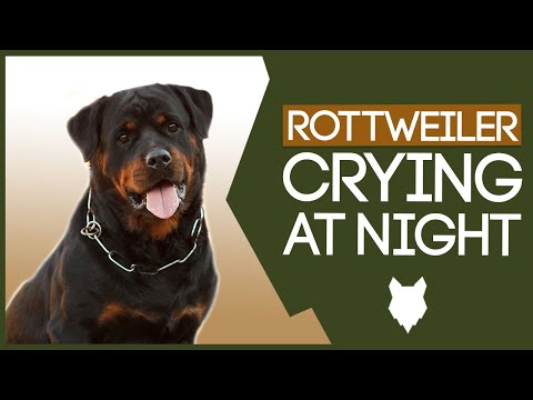 ROTTWEILER PUPPY TRAINING!