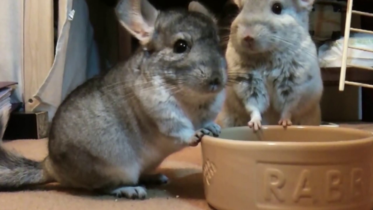 Chinchilla Red Electric Shark YouTube