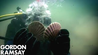 HandDiving for Scallops | Gordon Ramsay