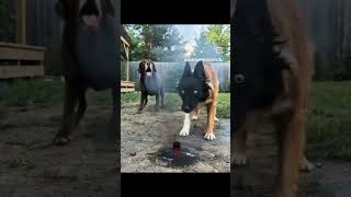 How funny 🤣😆 #foryou #funny #fyp #youtubeshorts #viral #trending #dogshorts #funnydogs #funnyshorts