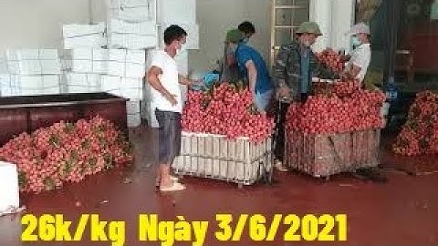 Vải Thanh Hà 26K Nhìn Long Lanh Tại Nhà A Hải, Giá Cao Ổn Định l Vải Thiều Lục Ngạn Bắc Giang