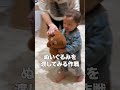 【ドッキリ】ミニぎしの目の前に大好きなぬいぐるみが現れて急に動き出したらどんな反応をするのか