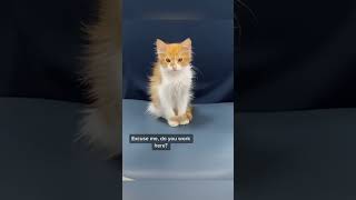 Funny Pets | 2023😂 Funny Dogs And Funny Cats Videos 🐱 🐕 😄 #26