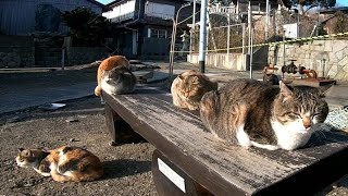猫島で野良猫の集会に参加してきた