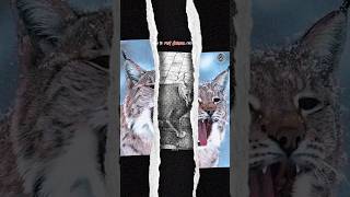 Is Amazing Fact Cat Ytshorts