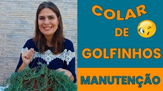 Cuidados NECESSÁRIOS no Colar de Golfinhos Pós Floração: como FORTALECER a planta/Grazi Bittencourt