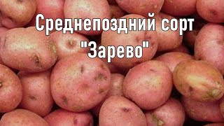Картошка На Посадку Сорта Купить Украина