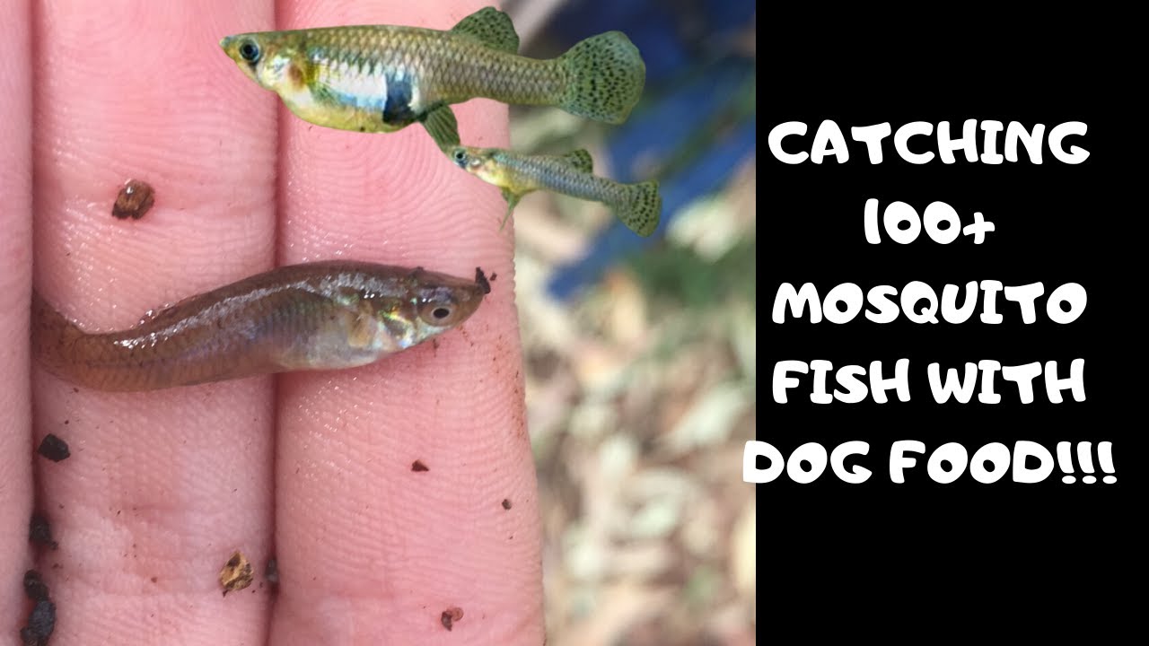 CATCHING 100+ MOSQUITO FISH WITH DOG FOOD **Ceres chicken feeding